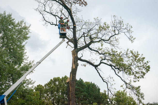 North Plains, OR Tree Services Company